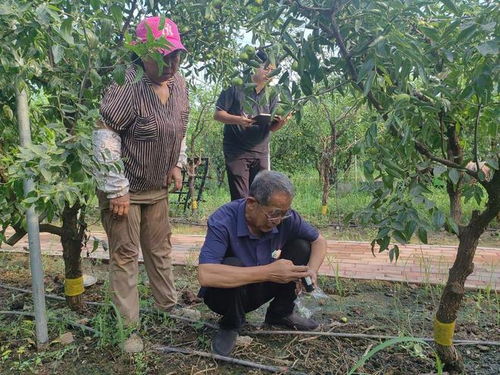 沾化區黃升鎮開展ec值檢測配方施肥 助力精品沾化冬棗生產