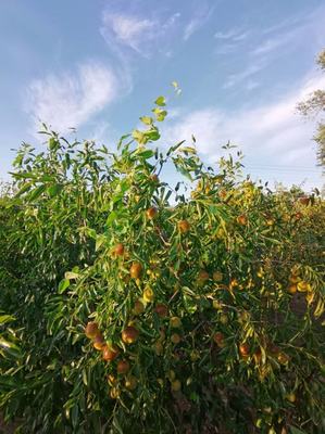 [冬棗批發]河北滄州黃驊市鮮棗 8.00元/斤黃驊脆冬棗 批發 _ 一畝田