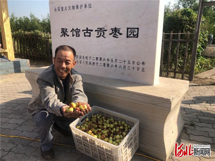 推動鄉村振興 河北黃驊冬棗開園采摘活動開幕