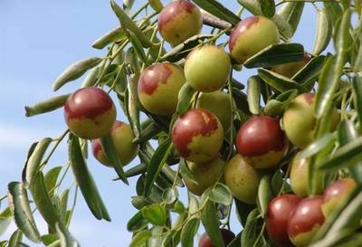 豐收時節 棗香滿園——滄州2019中國農民豐收節暨黃驊冬棗節即將盛大開幕