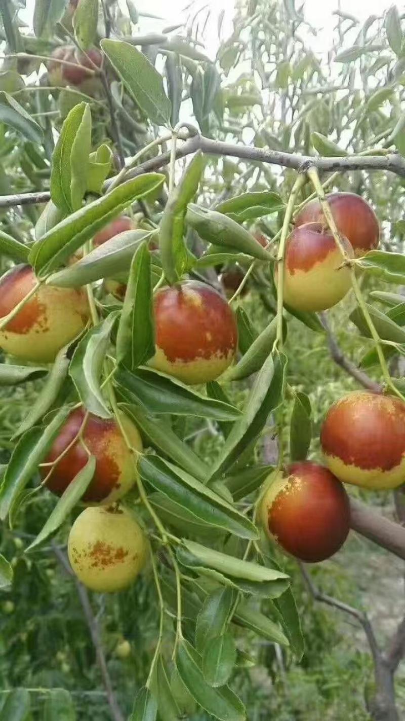 滄州黃驊冬棗 一口咬下，滿嘴的清甜與實力