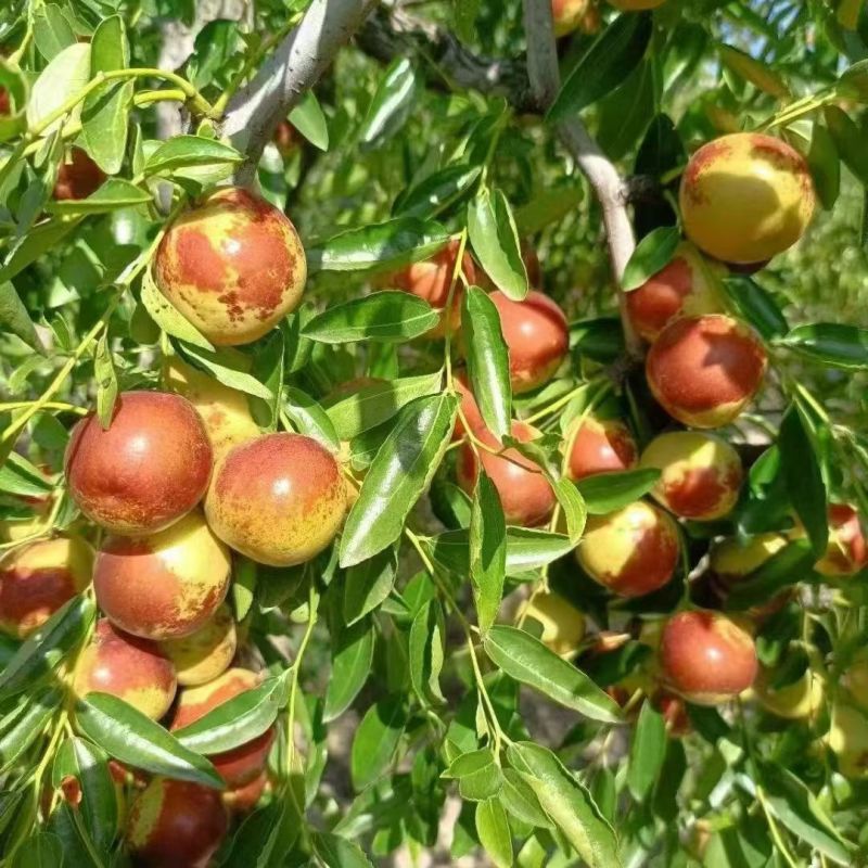 河北黃驊冬棗 雨前珍品，質優價美，批發首選